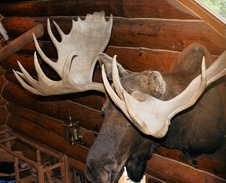Wise Old Hunter Lodge Anchor Point Quarto foto
