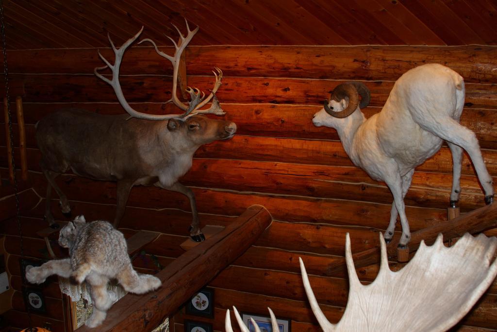 Wise Old Hunter Lodge Anchor Point Quarto foto